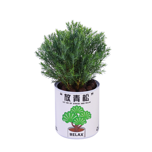 入植放轻松青松雾凇绿植办公室桌面小盆栽情绪稳定植物送礼物礼品
