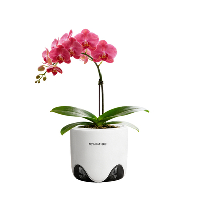 按压反弹/双层蝴蝶兰专用花盆