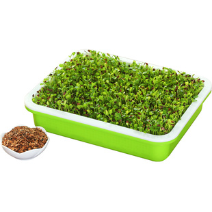 香椿籽种子种四季红油火烈鸟香椿树苗芽苗菜香春芽孑种植香椿盆栽