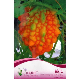 百花仙子赖瓜水果赖葡萄 癞葡萄金铃子种子小癞瓜种子金癞瓜种子