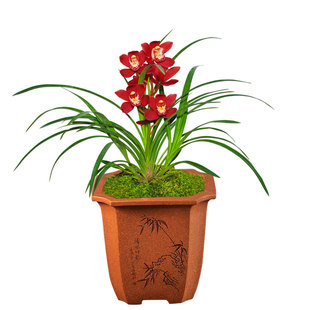【霸王别姬】兰花苗建兰名贵盆栽花卉植物四季兰室内兰草国兰浓香