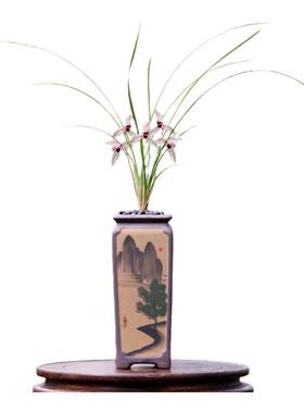 翁源兰花莲瓣兰心心相印浓香带花