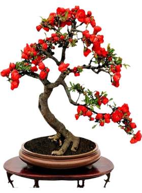 海棠花盆栽苗树阳台四季开花