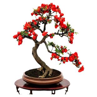 海棠花盆栽树苗盆景重瓣老桩庭院绿植物室内四季花卉开花好养易活