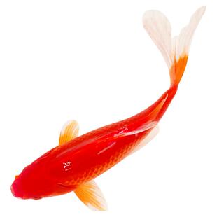 纯种凤尾大红草小金鱼锦鲤淡水观赏鱼苗冬季好养活自来水冷水活鱼