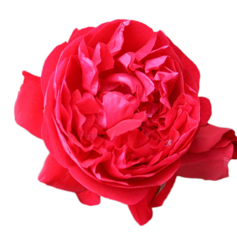 园艺家月季花弗洛伦蒂娜爬墙花园拱门藤本耐热花期长好养小苗盆栽