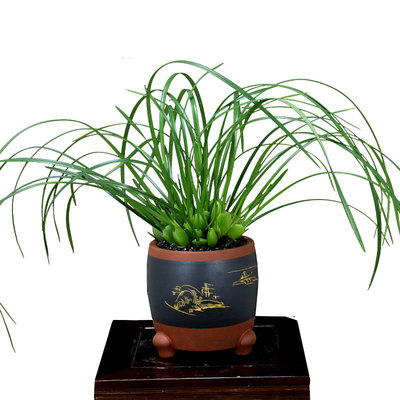 翁源兰苗咖啡兰带花浓香好养水培