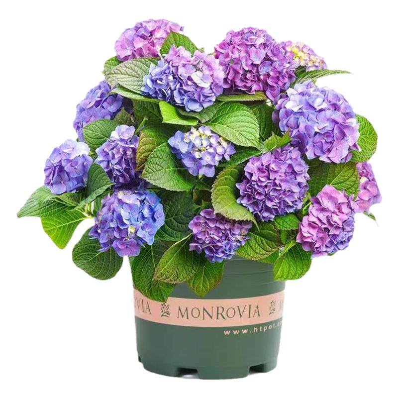 无尽夏绣球花小苗四季花苗绣球花盆栽带花庭院花卉室内植物花带花