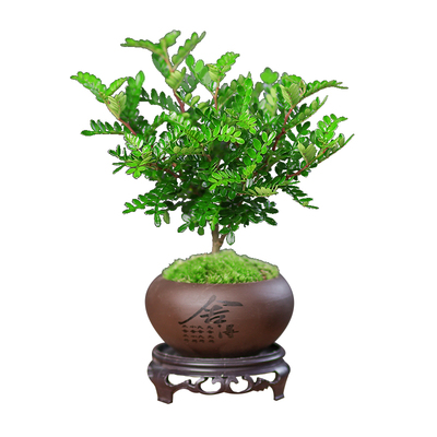 清香胡椒木盆栽迷你驱蚊草植物