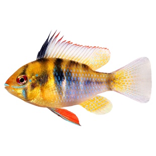 金波子鱼宠物波子皮卡丘热带淡水草缸小型观赏鱼颜色好包圆活体