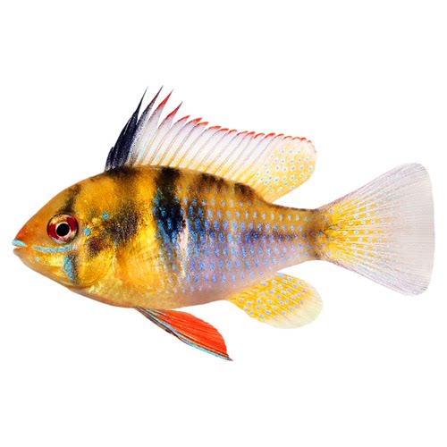 金波子鱼宠物波子皮卡丘热带鱼淡水草缸小型观赏鱼凤凰短鲷鱼活体