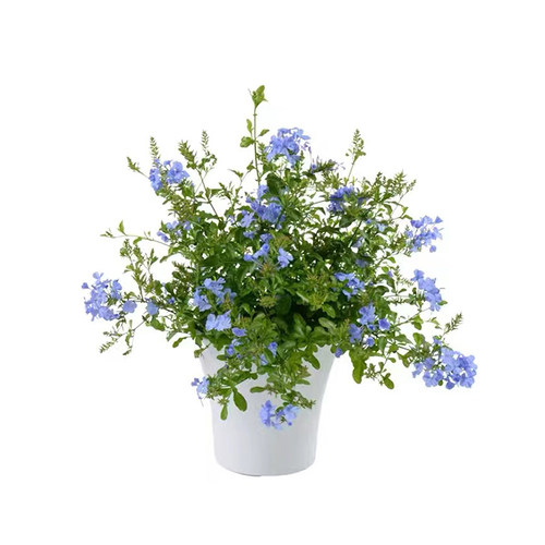 蓝雪花苗四季耐热好养植物盆栽阳台庭院爬藤攀援垂吊花卉带花易活