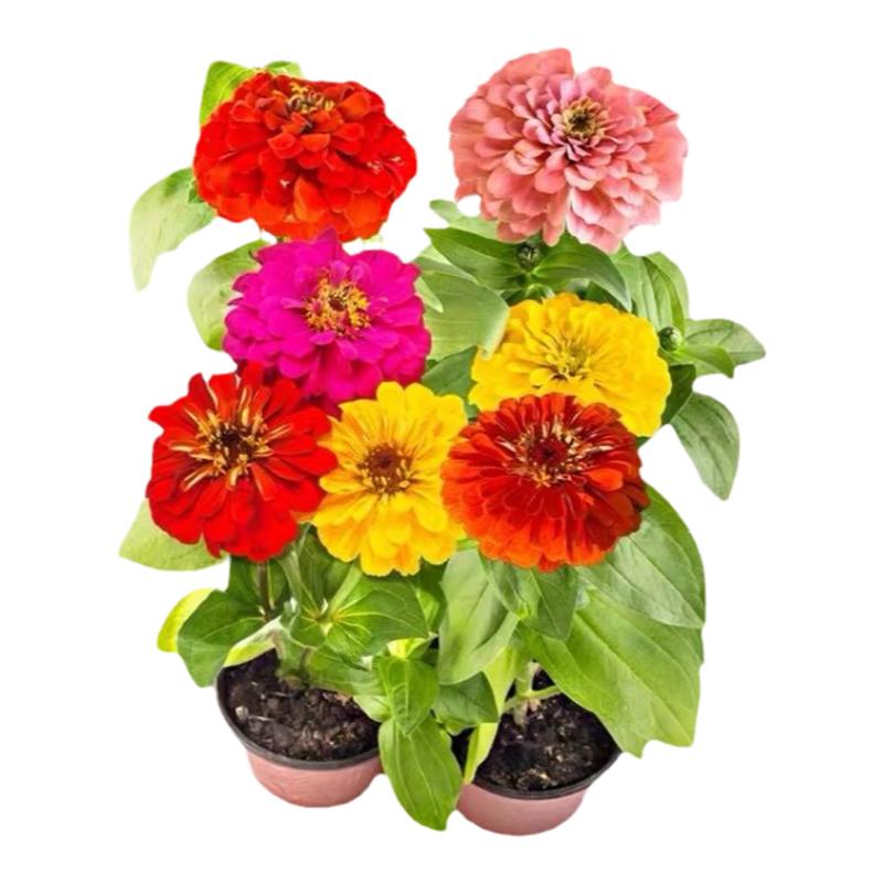 百日草花种籽子七彩重瓣百日菊花锄头