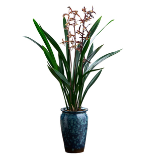 兰花企黑浓香兰花苗墨兰报岁红花兰室内客厅书房桌面盆栽花卉绿植