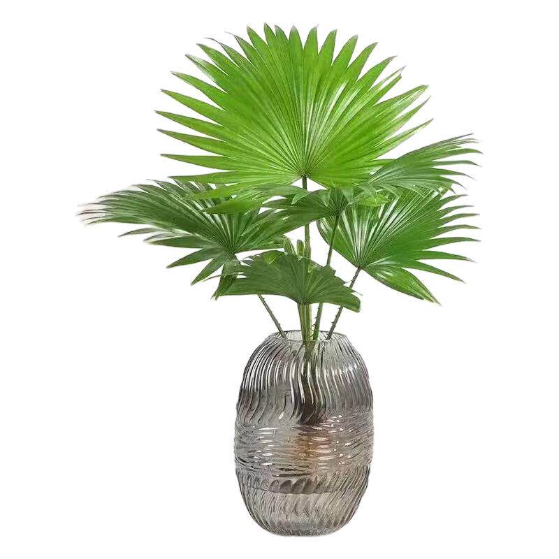 水培植物大扇叶蒲葵盆栽懒人水养植物室内好养办公室观叶绿植盆景