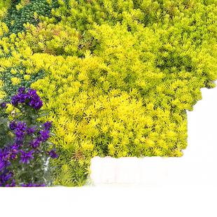 佛甲草草皮黄金万年草苗地被植物室内外庭院盆栽四季常青绿植好养