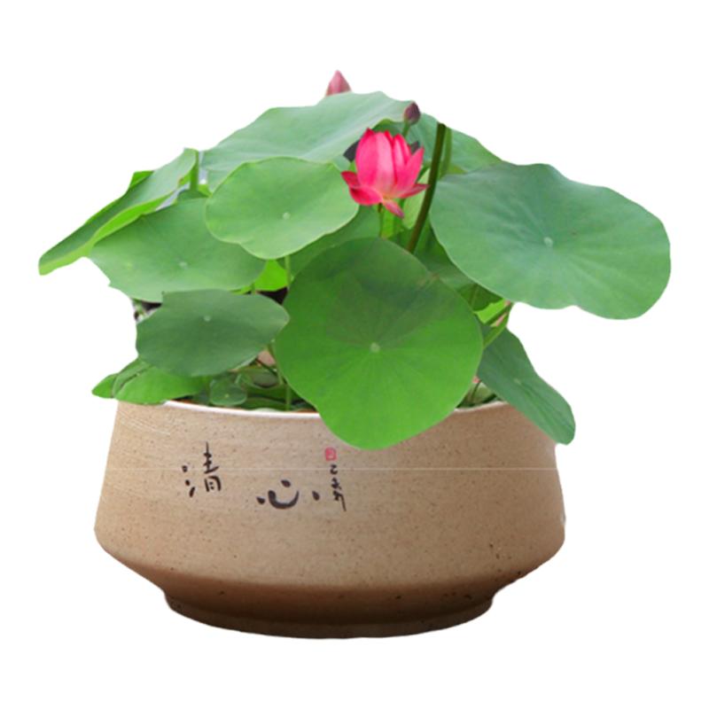 碗莲花籽水培植物花种四季开花室内外夏天好养开口水生荷花卉种子