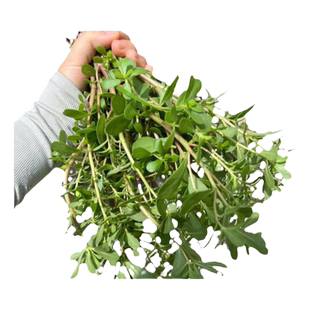 马齿苋菜种籽新鲜四季蔬菜种子马芷苋室内阳台庭院盆栽简单好种孑