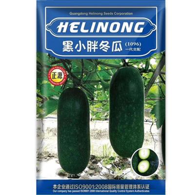 黑小胖冬瓜蔬菜种孑四季