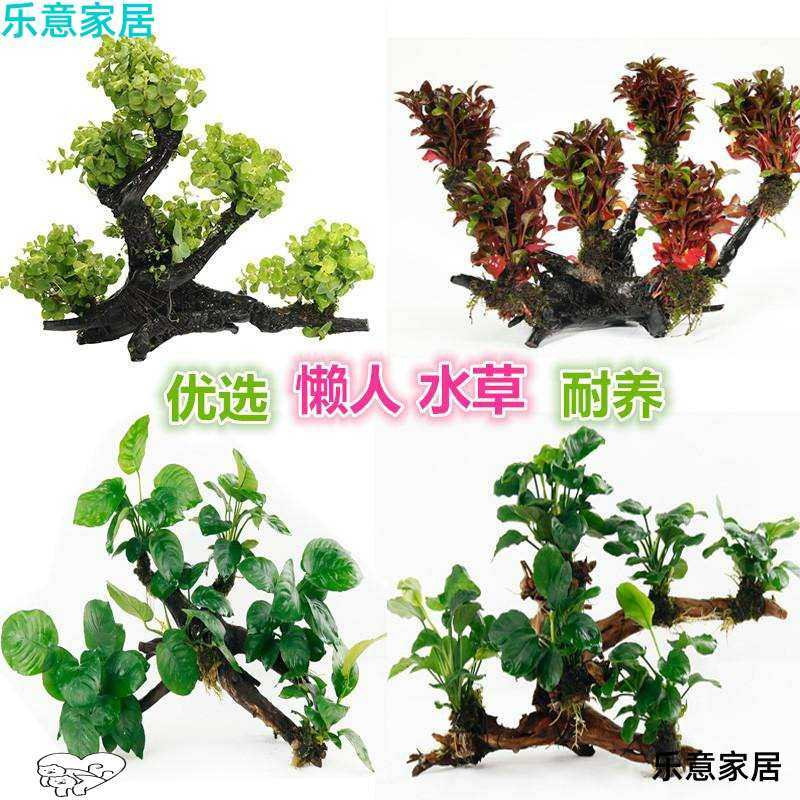 三头多头沉木水草鱼缸造景装饰懒人水草金钱草水榕红玫瑰沉木水草