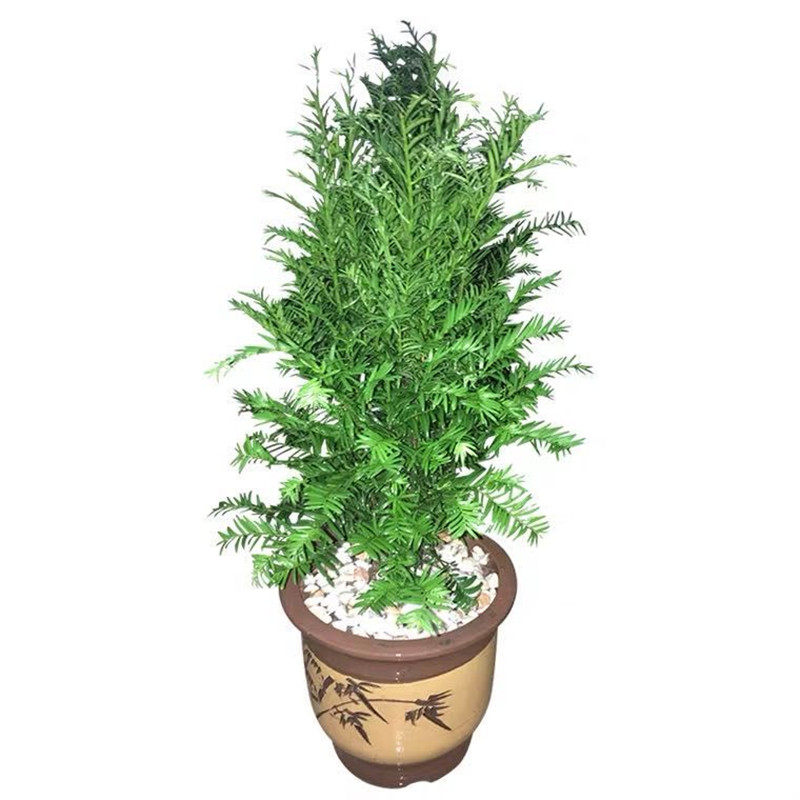 正宗公母空气绿植包邮南方红豆杉