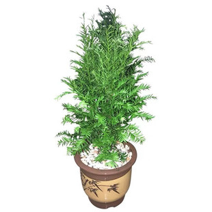 正宗南方红豆杉盆栽公母同盆树苗四季常青净化空气绿植包邮