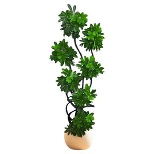 造型鸭脚木客厅绿植高级感室内大型盆栽高端大气上档次落地鸭掌木