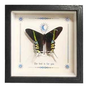 蝴蝶标本礼物太阳蛾标本摆件月亮蛾马达加斯燕尾蛾真蝴蝶昆虫标本