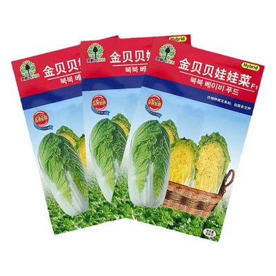 蔬菜金贝贝小型四季娃娃菜种子