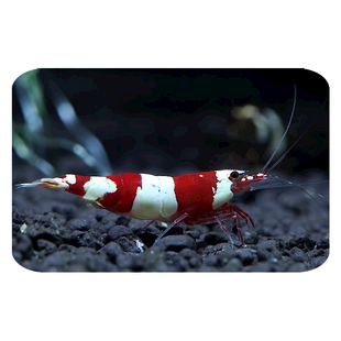 精品红白水晶虾观赏冷热带淡水虾子大小成年繁殖鱼缸虾鲜活宠物邮