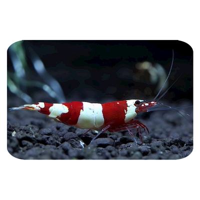 精品红白水晶虾运输包损