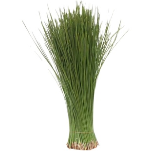 沂蒙山野生松针茶新鲜松针叶风干松针二针松酵素蒸包子松针蒸笼垫