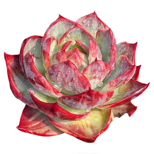 无肉不欢惊鸿仙子卡西乌斯锦卡西欧赤锦一物一拍多肉植物0103更新