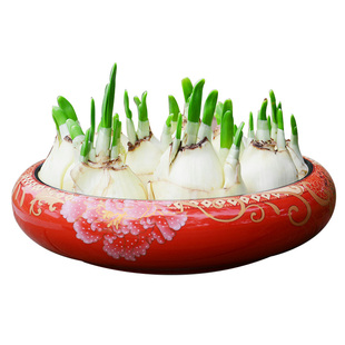 【单瓣 单粒】正宗漳州水仙花种球冬季室内好养球根花卉水培盆栽