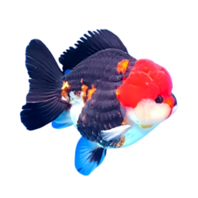 精品玛丽泰狮金鱼适合新手好养活