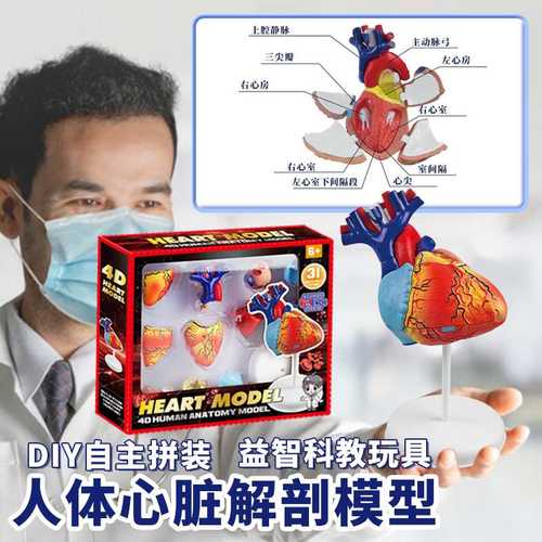 跨境人体心脏解剖模型器官教学玩具中小学生科教教具结构益智儿童