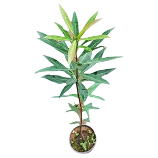 黄金熊猫树苗四季常青澳洲黄花树金蒲桃金黄熊猫观赏风景树地栽