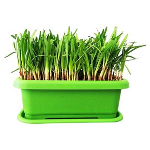 山东红根韭菜根苗紫根现挖宽叶韭菜家庭阳台盆栽老品种蔬菜种子苗