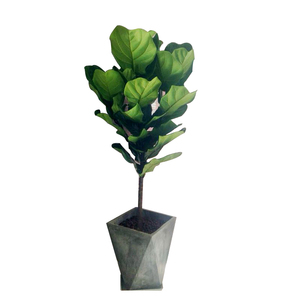 琴叶榕盆栽客厅大型植物室内吸甲醛橡皮树简约北欧风绿植盆景包邮