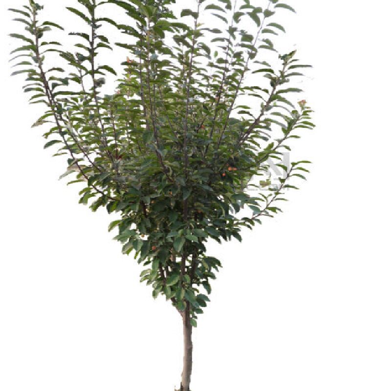 垂丝海棠树苗庭院耐寒植物风景树