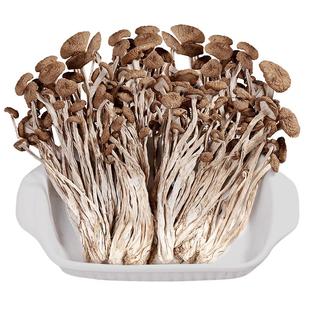 寨吗新货茶树菇干货250g农家自产茶薪菇农家种植无硫江西广昌特产