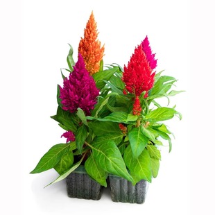 鸡冠花种子室内外凤尾羽状四季播种开花阳台庭院花籽易种盆栽植物