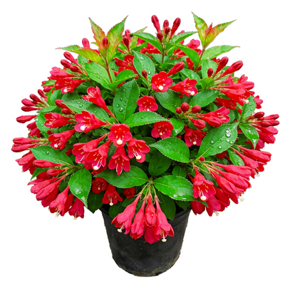 红王子锦带盆栽庭院开花灌木花卉阳台耐热耐寒多年生观赏绿植花苗