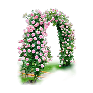 1米8高大苗蔷薇花苗藤本月季特大花爬墙庭院别墅爬藤植物花卉盆栽