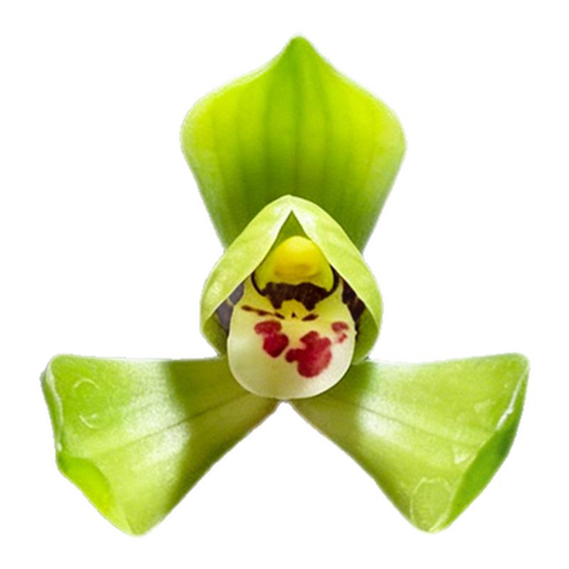 春兰经典荷瓣老种大富贵冬带花