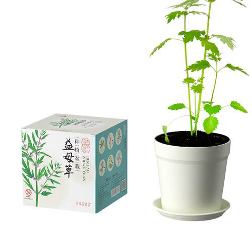 匠心绽放中草药儿童种植小盆栽板蓝根决明子种子儿童阳台植物观察