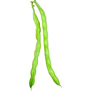 豆角种籽 四季 青玉先锋豆角种子搭架种子青豆角九粒青高产四季