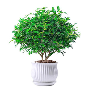 正宗清香木胡椒木盆栽室内外观叶植物盆景树苗九里香老桩绿植好养