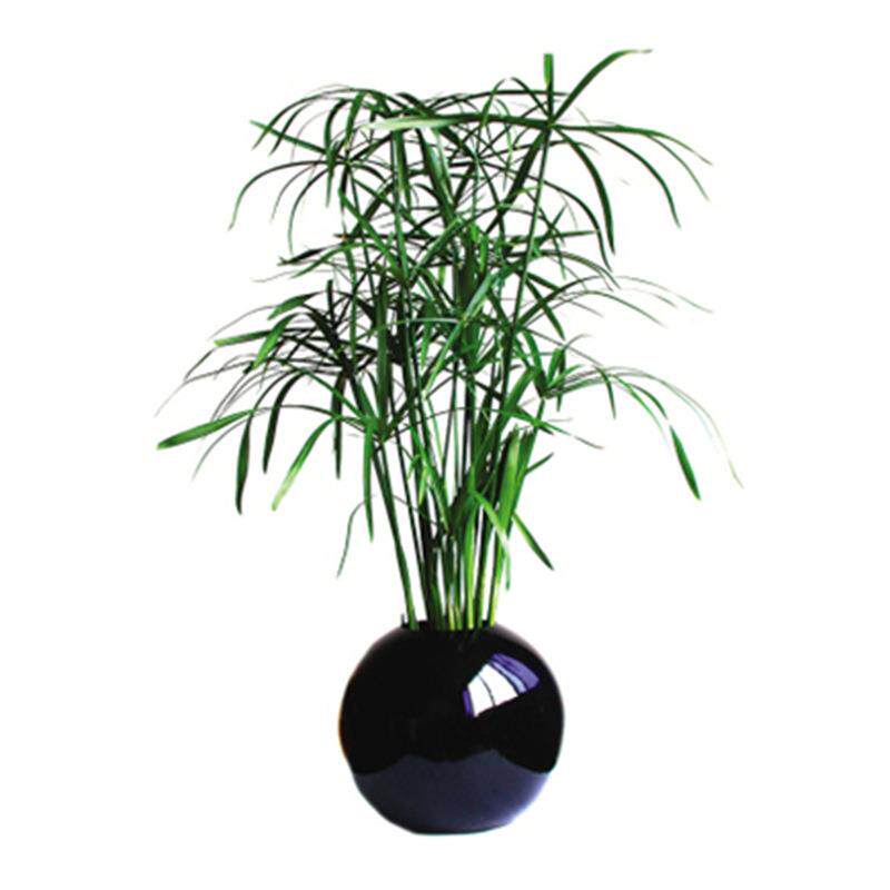 水培旱伞草水养净水水生植物