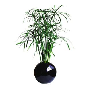 水竹植物盆栽风车草旱伞草鱼池龟缸水培挺水植物沼泽过滤净化水质